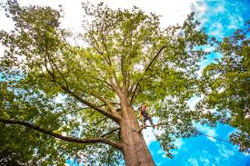 Professional Tree Removal in Dumas, TX